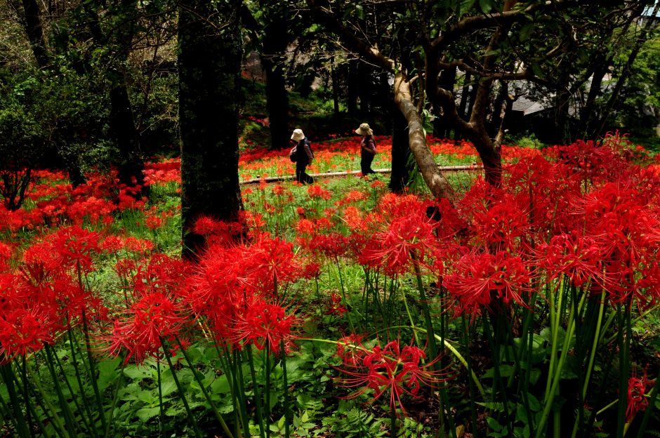 城山公園の彼岸花